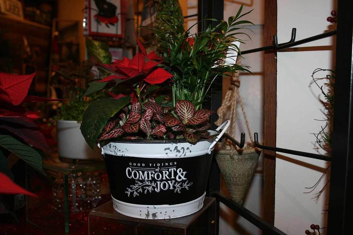 Poinsettias and accent plants fill a container at Floral Occasions in Moses Lake Dec. 9.