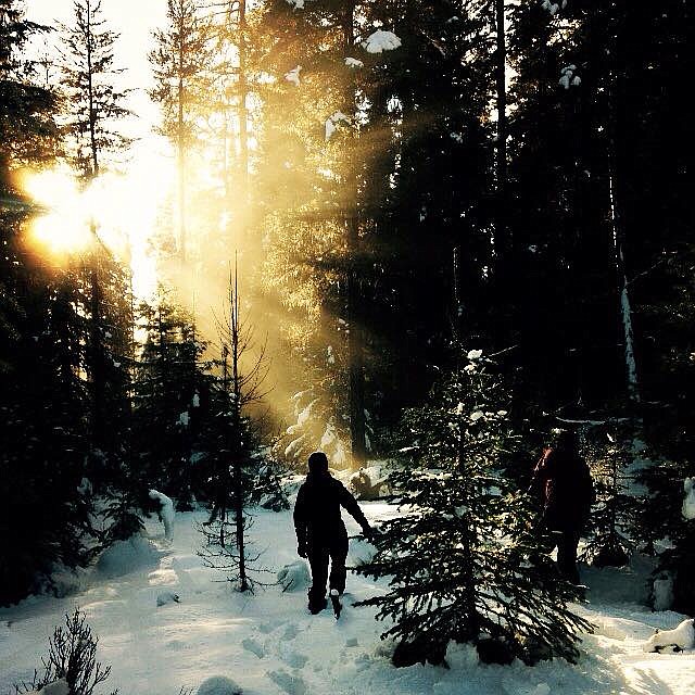 On the hunt for the perfect Christmas tree in 2014 on the Flathead Forest. (Matt Baldwin/Daily Inter Lake)