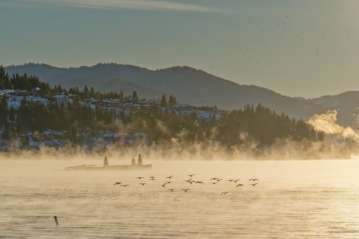 Just after sunrise Friday, Canada geese land near the Floating Green on Lake Coeur d'Alene.
JAMES FILLMORE/Special to The Press