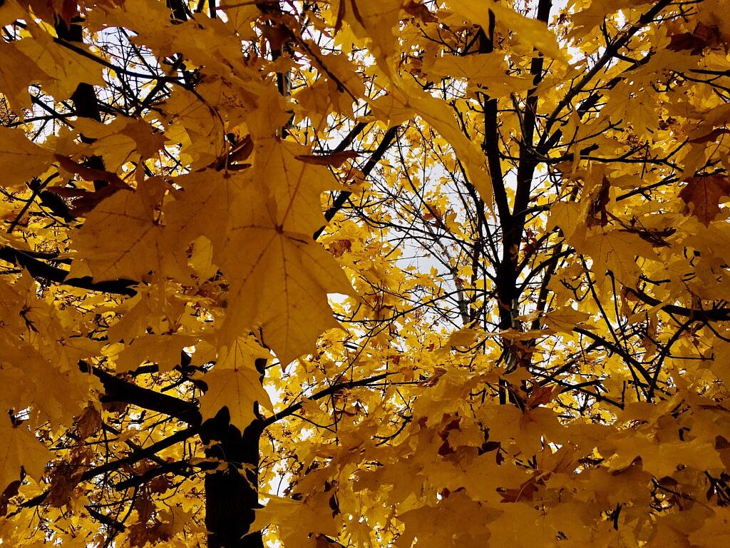 Maple trees in their autumn glory. (Erica Zurek/Montana Free Press)