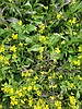 Cover crops the subject of WSU research project