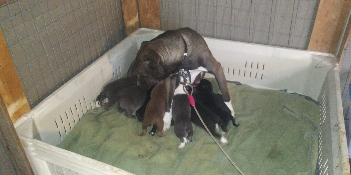 Shelby, Brandi Del Monte’s dog, had puppies shortly after going into the care of Shawna Kluge, who runs a rescue out of Soap Lake called The Rock Bottom Rocker Pantry.