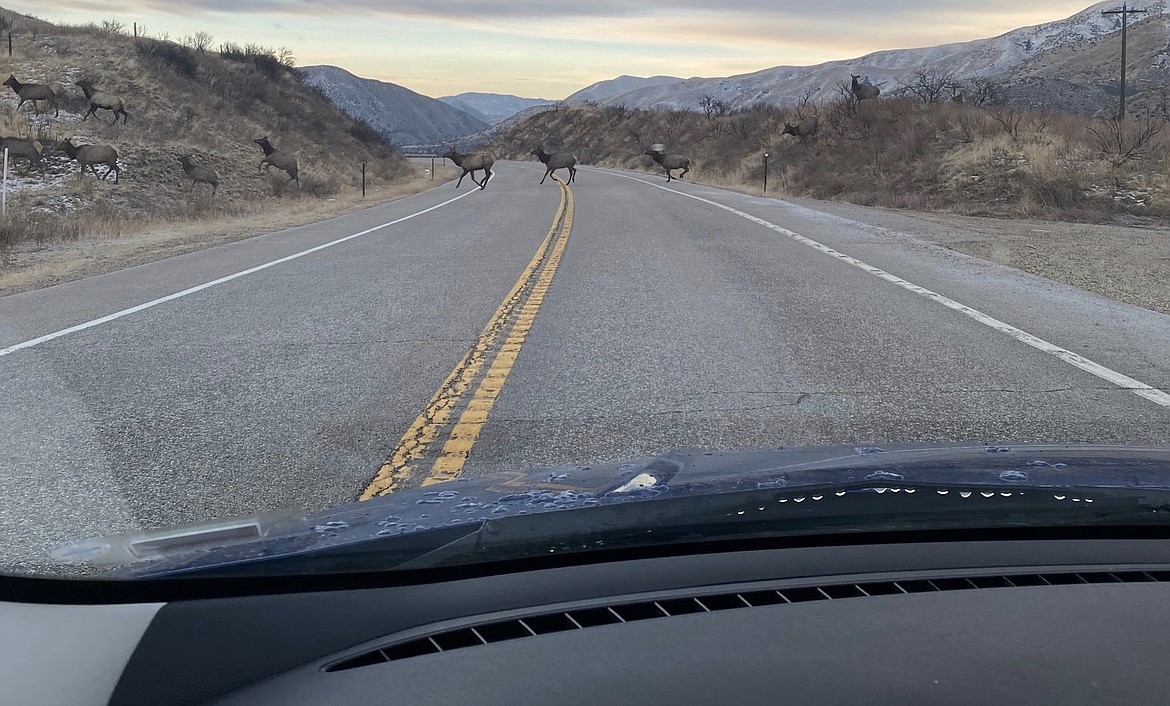 Elk are seen crossing Idaho 21 in southeastern Idaho.