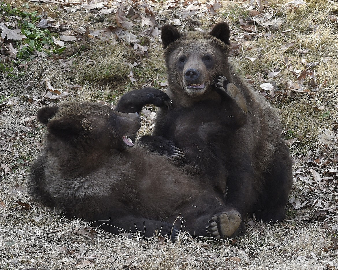 Grizzly cubs Nita (left) and Nova settle into their new home at The Maryland Zoo in this 2017 file photo. (Courtesy of The Maryland Zoo)