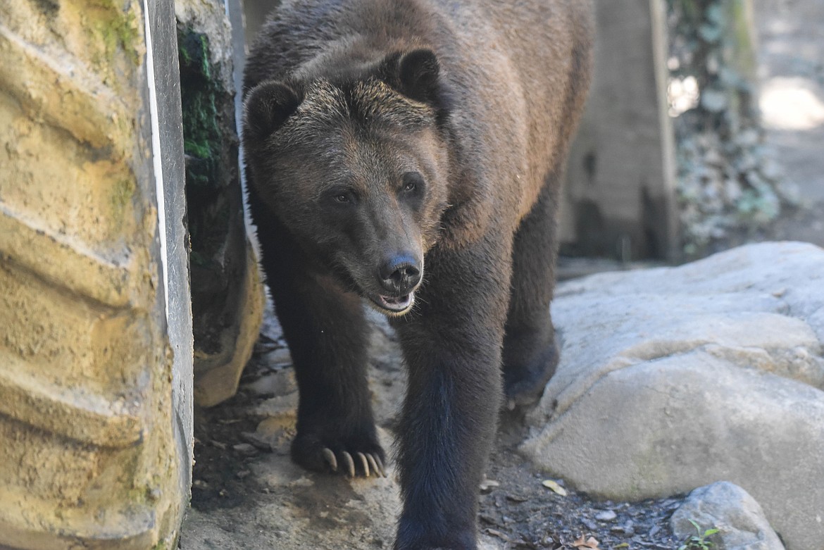 Brown Bear  The Maryland Zoo