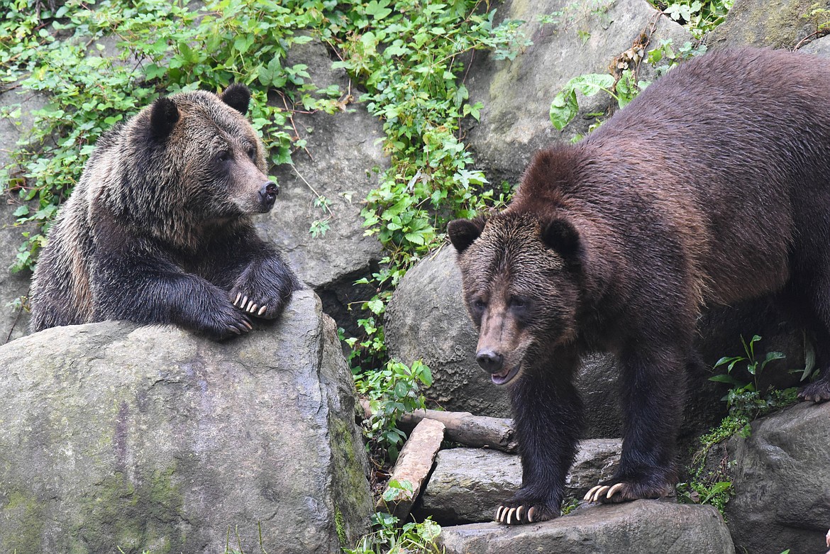 Brown Bear  The Maryland Zoo