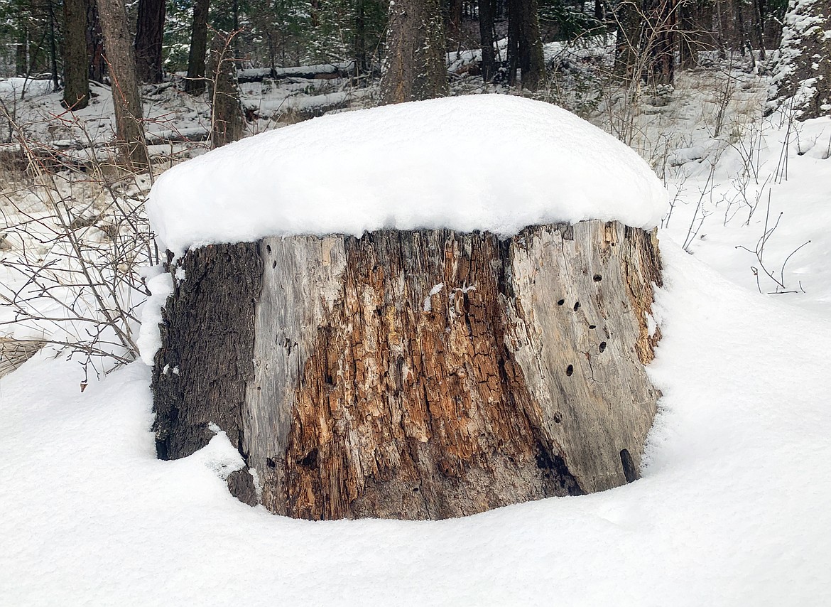 A stump stands on Tubbs Hill during Sunday's snowfall.