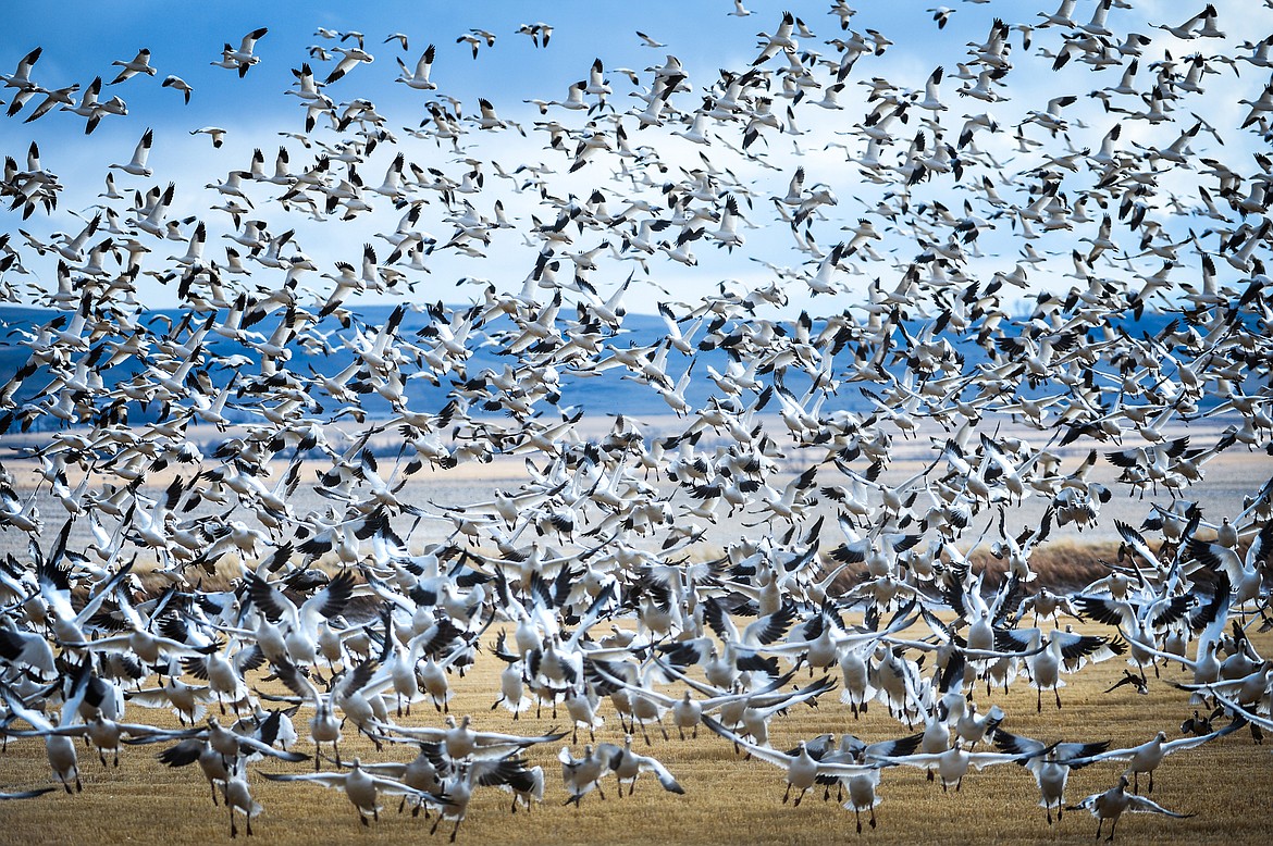 Snow geese take flight at Freezout Lake Wildlife Management Area on Monday, March 29. (Casey Kreider/Daily Inter Lake)