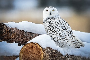 A snowy owl perches on a wood pile south of Kalispell on Friday, Feb. 19. (Casey Kreider/Daily Inter Lake)