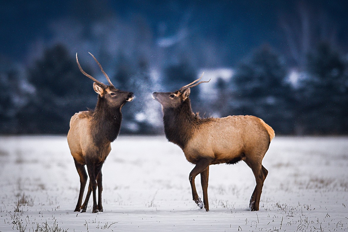 Two young bull elk graze in a field near Middle Road on Wednesday, Dec. 30. (Casey Kreider/Daily Inter Lake)