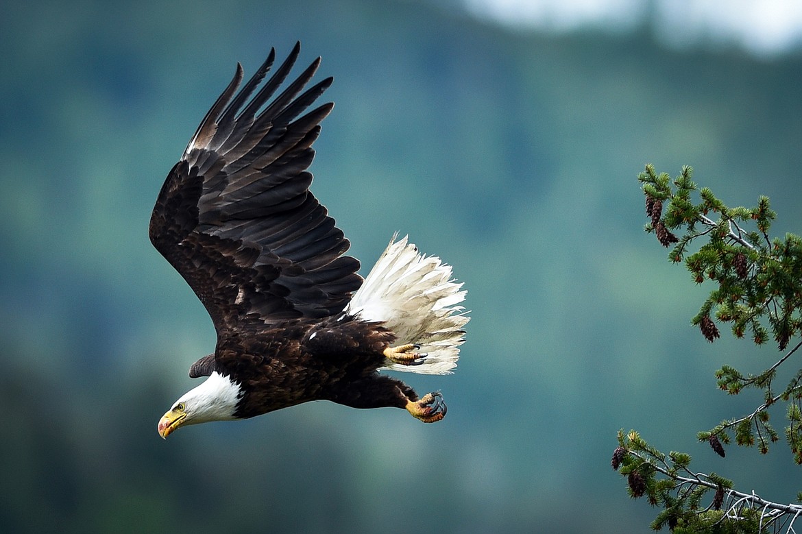 A bald eagle takes flight from a tree near Foys Lake on Tuesday, May 25. (Casey Kreider/Daily Inter Lake)