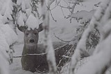 It took awhile, but Old Man Winter finally arrives in Flathead