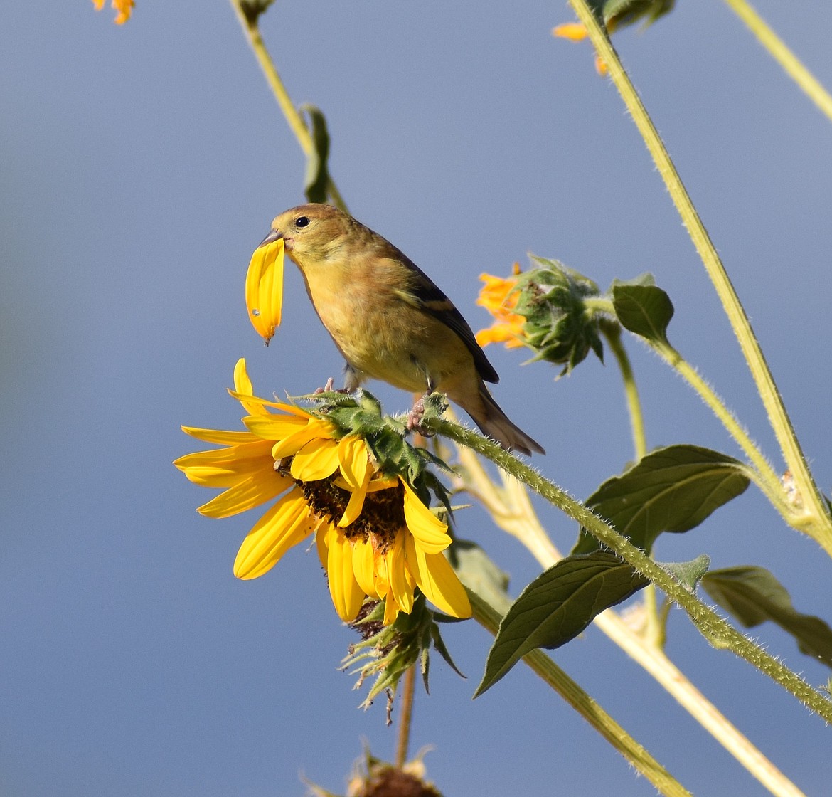 A bird snacks on a sunflower in the yard of Moses Lake photographer Paula Zanter-Stout.
