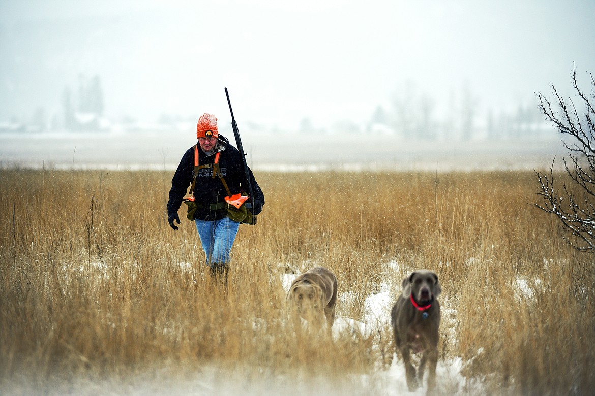 Matt Williams, of Kalispell, hunts for upland game birds with his Weimaraners Yega and Trinket at the Blasdel Waterfowl Production Area on Tuesday, Dec. 28. (Casey Kreider/Daily Inter Lake)