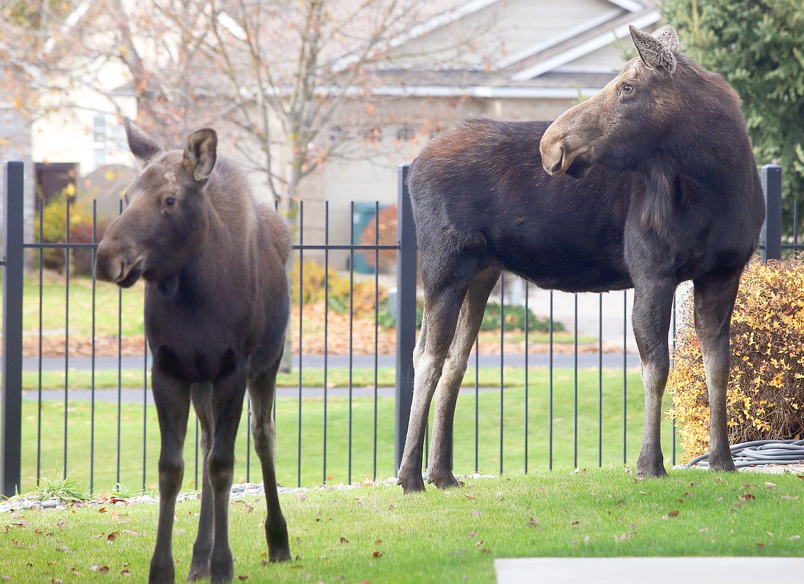 A cow moose and calf make a stop at a yard in the Parkside neighborhood near Bluegrass Park in early November.