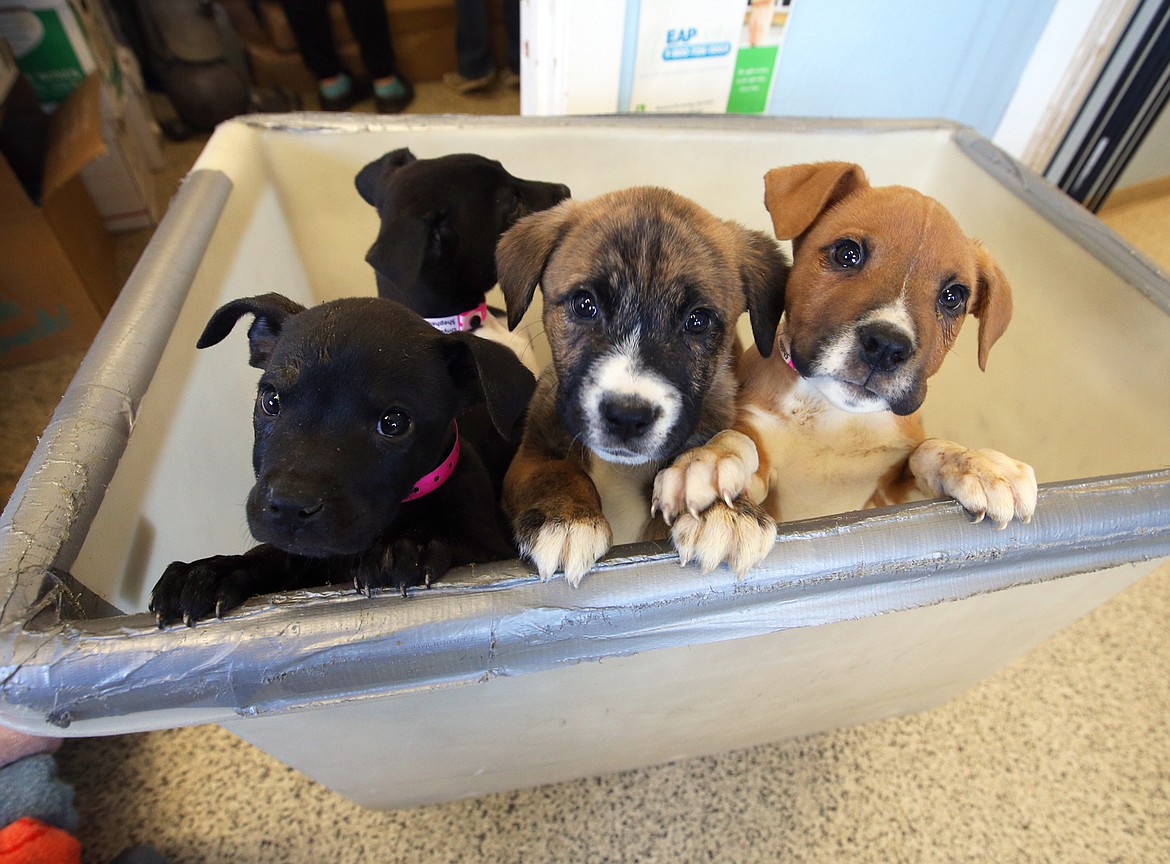 Some of the puppies that arrived from Oklahoma via Wings of Rescue wait to be bathed at the Kootenai Humane Society on March 3.