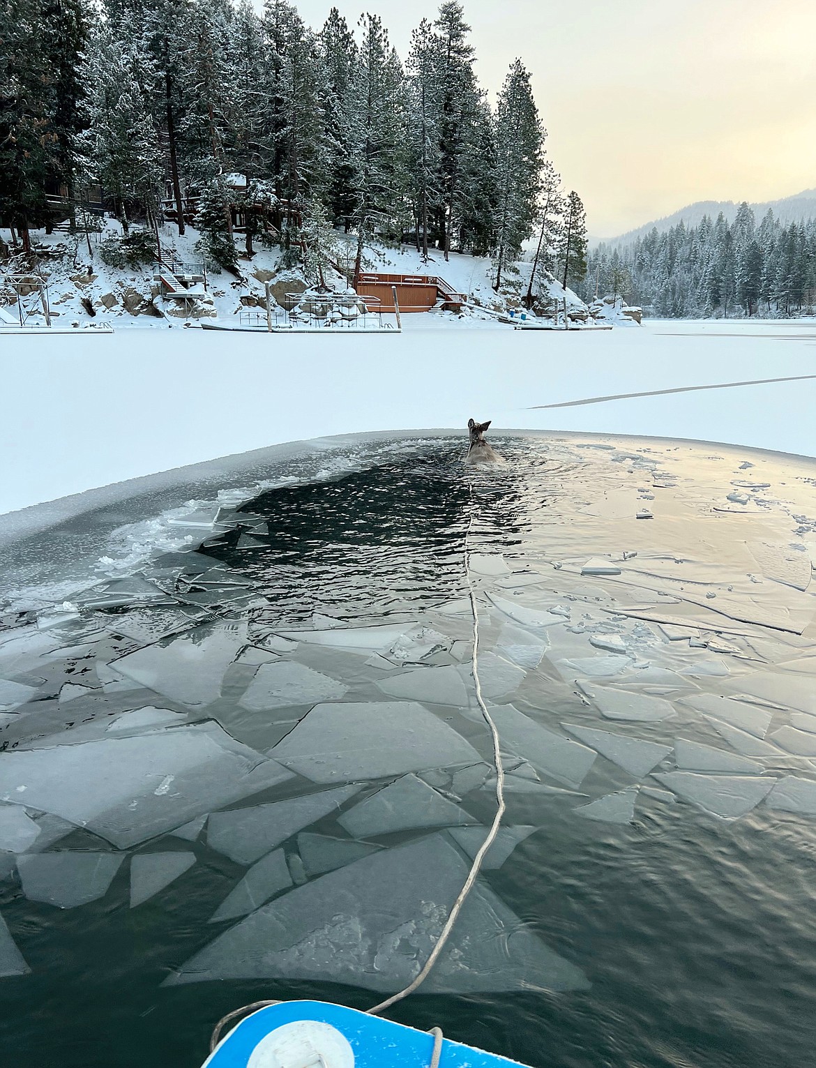 A deer stays afloat in Hayden Lake after breaking through the ice Friday morning.