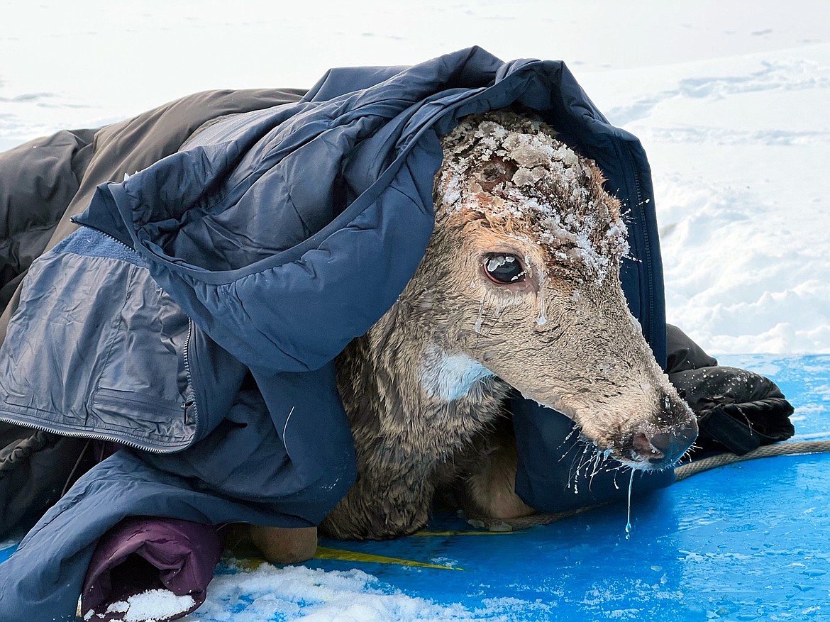 A deer recovers on shore with the help of the Bauer family after breaking through the ice at Hayden Lake on Friday morning.