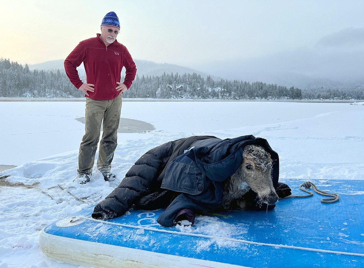 Mark Bauer watches over a deer after pulling it from Hayden Lake Friday morning.