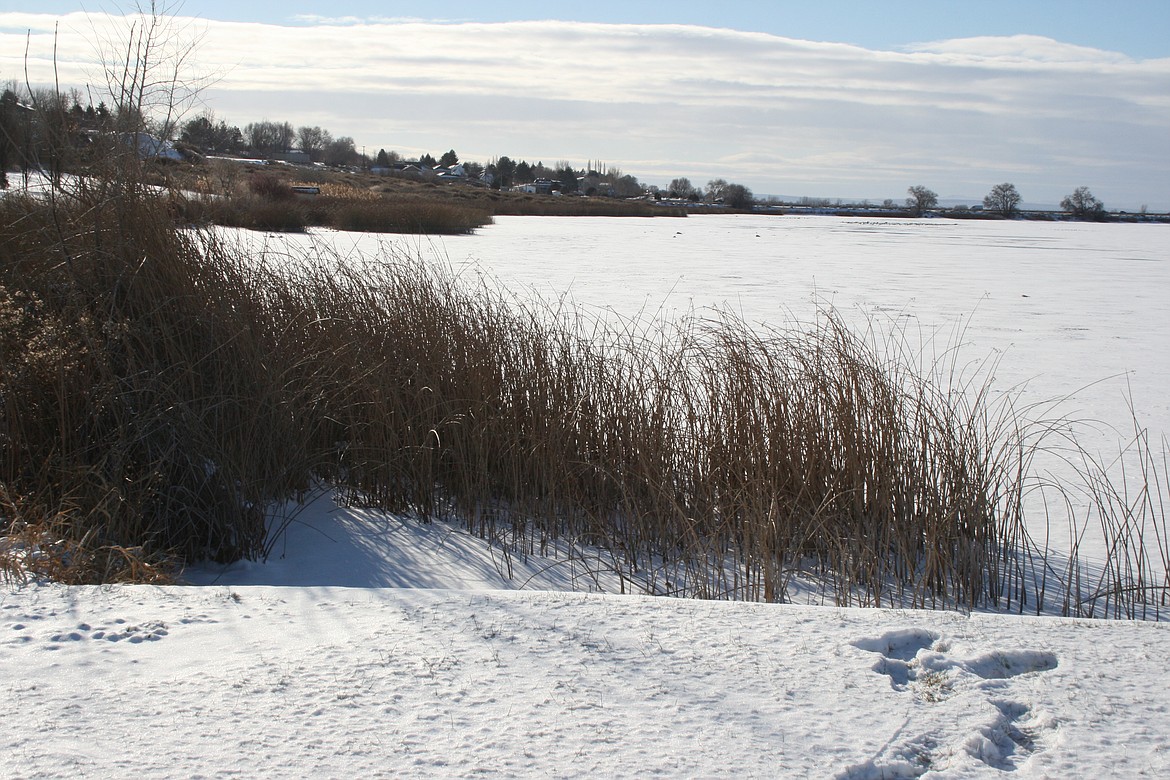 Ice and dormant rushes are shown along the shores of Moses Lake Friday.