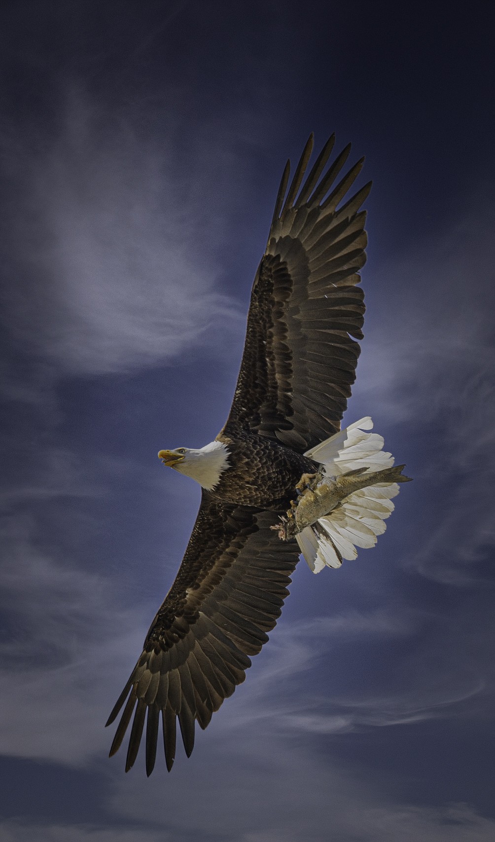 A bald eagle snags a fish in Sanders County. (Tracy Scott/Valley Press)