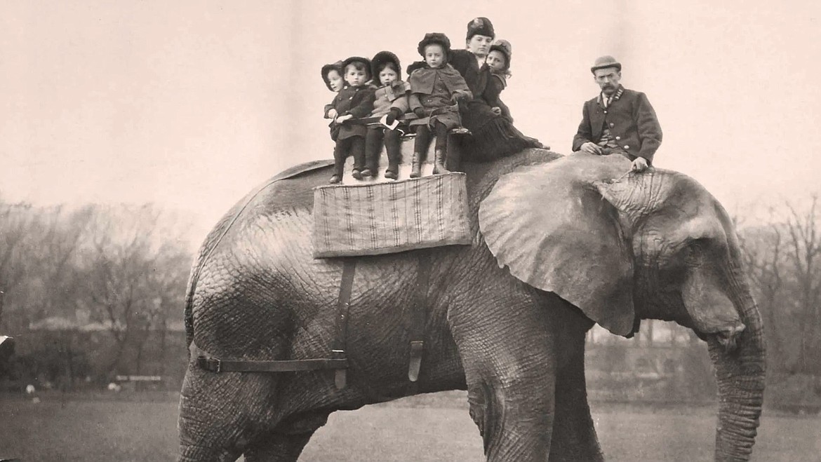 Jumbo was an instant success in P.T. Barnum’s circus and the children loved him — with young Winston Churchill, Queen Victoria’s children and Theodore Roosevelt taking a ride on him when he was in a London zoo.