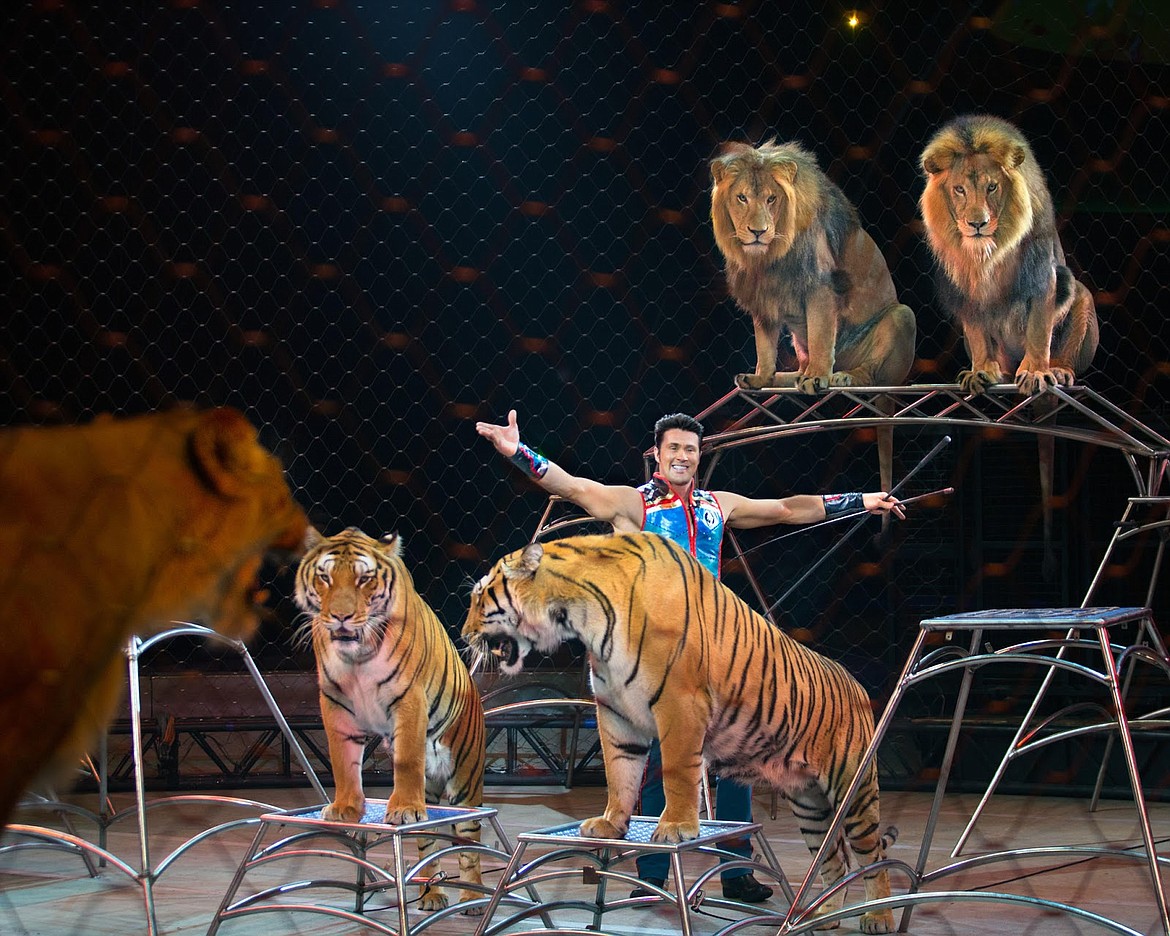 Animal trainer Alexander Lacey and his lions and tigers at Ringling Bros. circus.