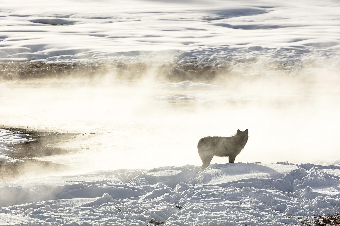 A wolf from the Wapiti Lake pack silhouetted by a nearby hot spring in Yellowstone National Park, Wyo. (Jacob W. Frank/National Park Service via AP, File)