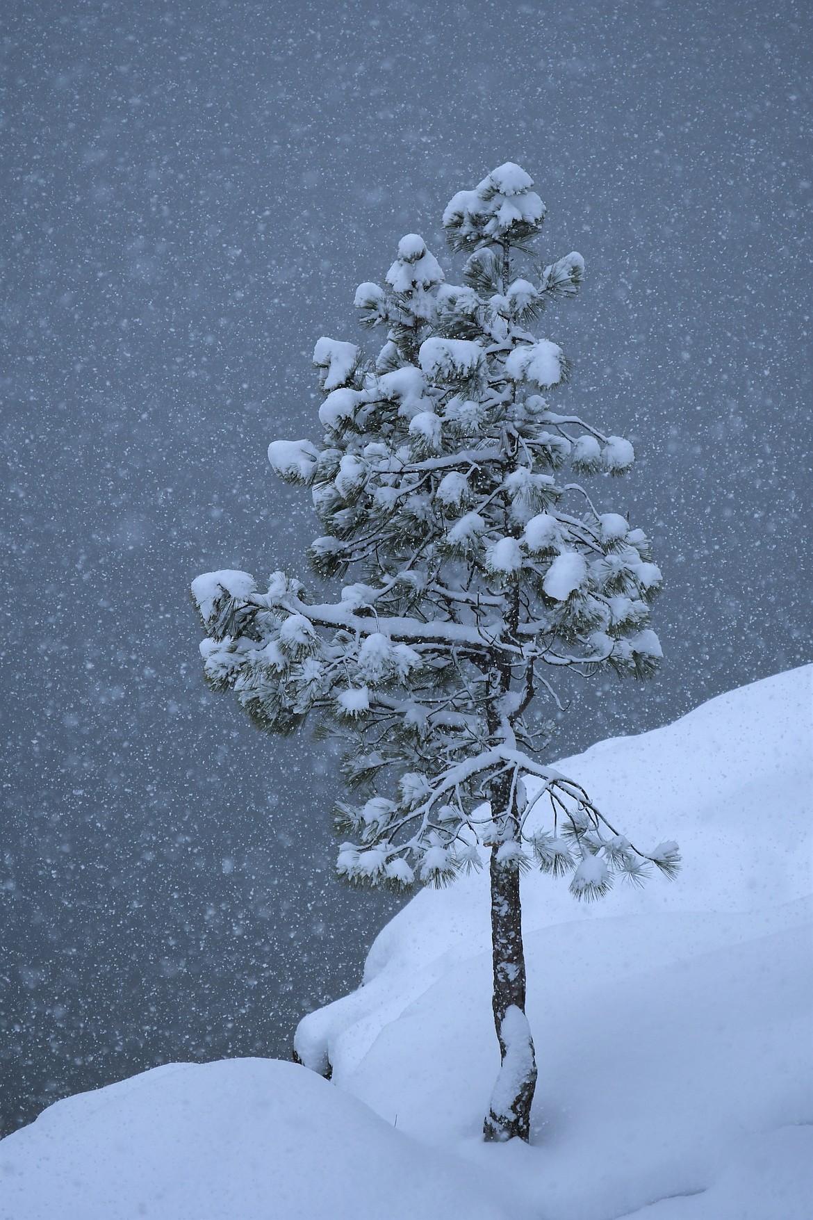 George Sayler submitted this snowy picture of a tree taken on Thursday.