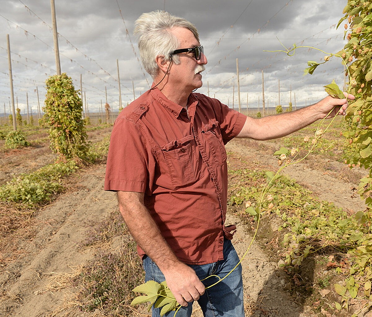 Better hops, better beer | Basin Business Journal - Central Washington ...
