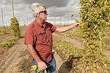 Better hops, better beer