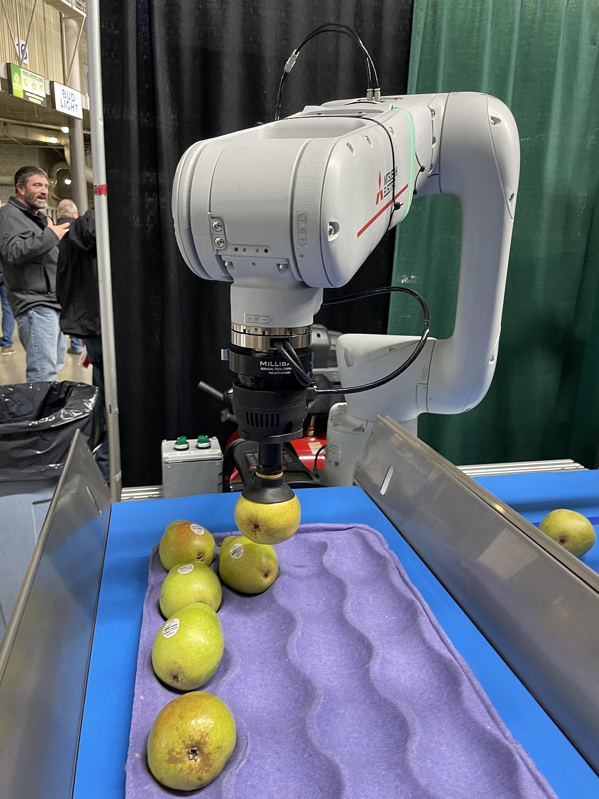 A robot arm guided by cameras and artificial intelligence slowly and carefully packs pears in a demonstration by Yakima-based Haley Manufacturing of what robots could do in a fruit packing house.