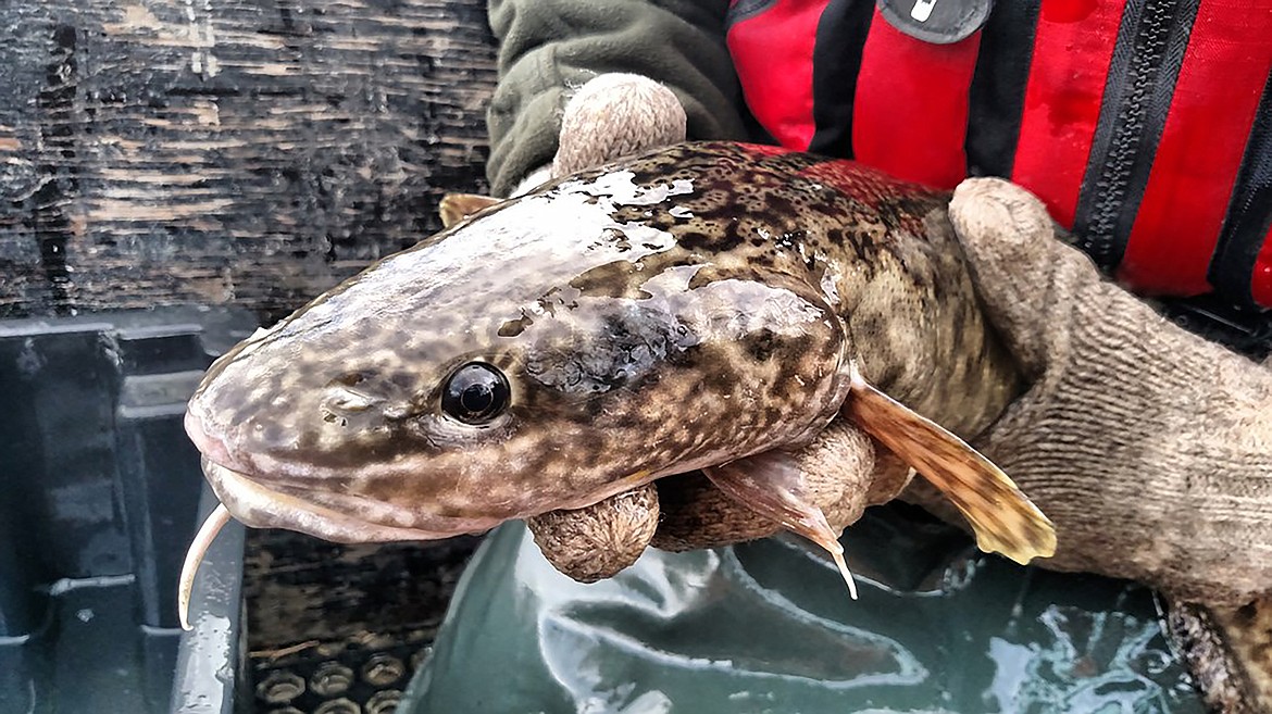 An adult burbot collected from the Kootenai River in Boundary County.
