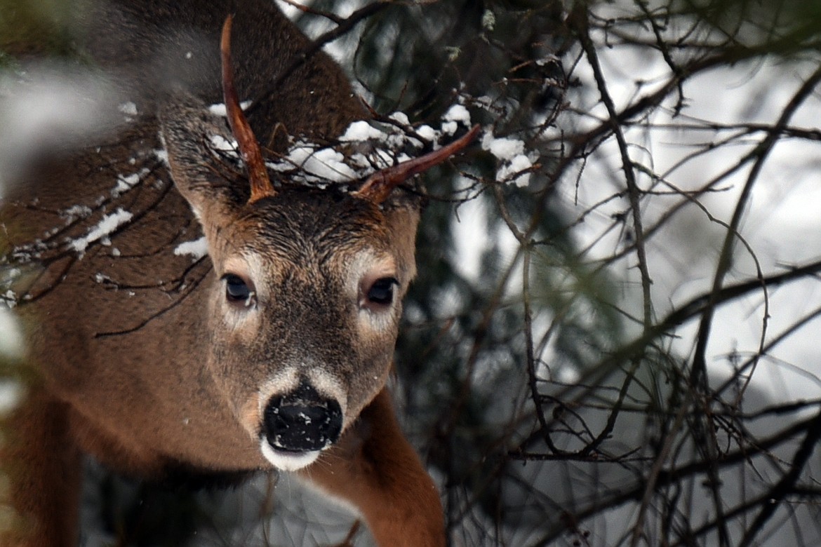 A deer peeks through snow-covered brush in Glacier National Park. (Jeremy Weber/Daily Inter Lake)