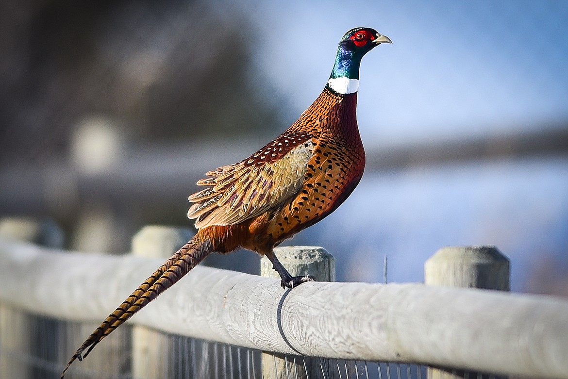 A male ring-necked pheasant perches on a fence along Holt Stage. (Casey Kreider/Daily Inter Lake)