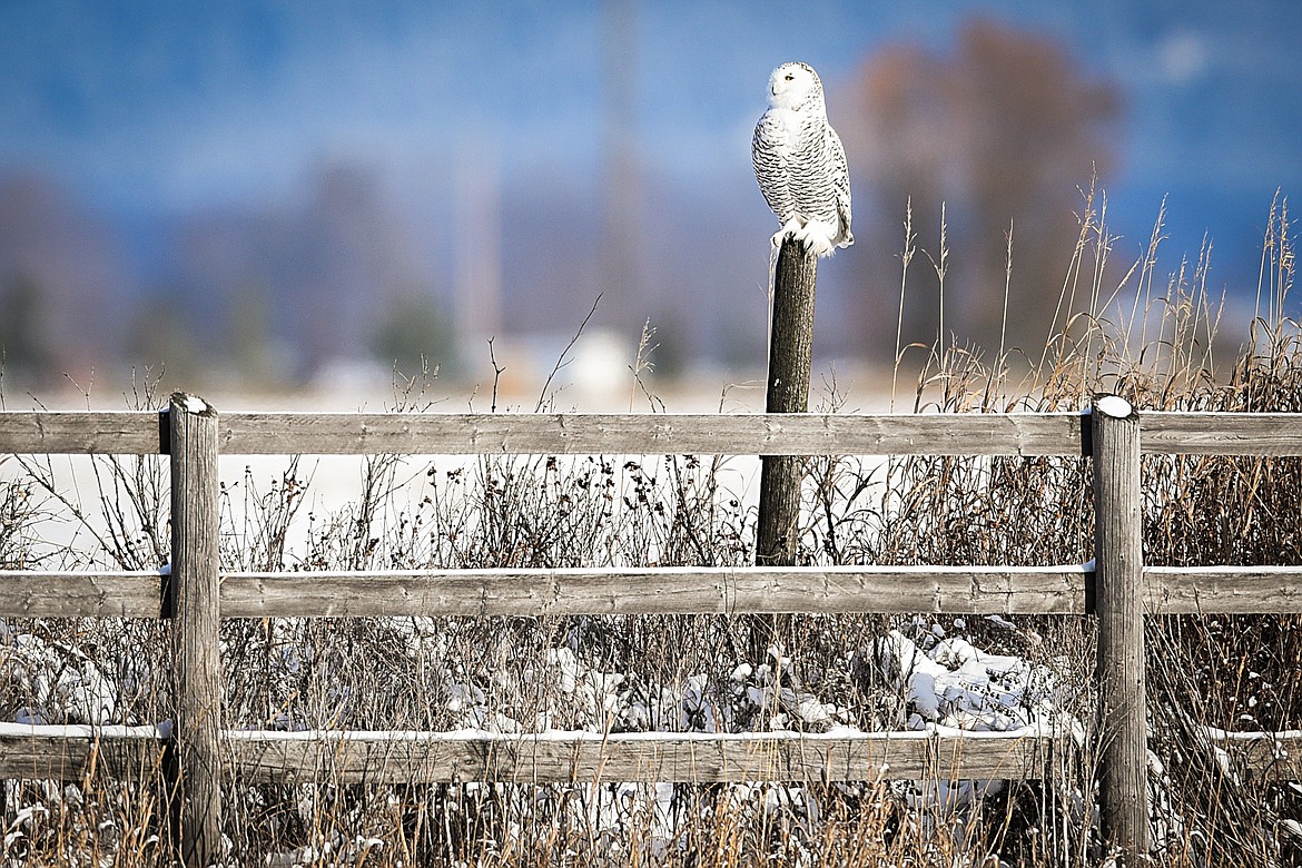 A snowy owl perches on a fence post south of Kalispell on Dec. 30. (Casey Kreider/Daily Inter Lake)