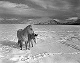 Yesterdays: 1972, When Columbia Falls was worth more than Whitefish