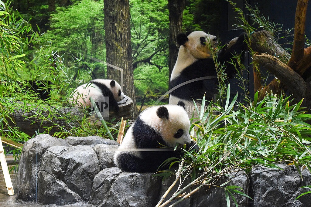 This photo provided by Tokyo Zoological Park Society, shows Japanese-born twin pandas, Lei Lei, center, Xiao Xiao, left, and their mother Shin Shin at Ueno Zoo in Tokyo, Wednesday, Jan. 12, 2022. Twin panda cubs made their first public appearance Wednesday before their devoted fans but only briefly - just for three days for now - due to the upsurge of the highly transmissible coronavirus variant. (Tokyo Zoological Park Society via AP )