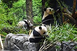 Twin panda cubs debut at Tokyo zoo, woo devoted fans