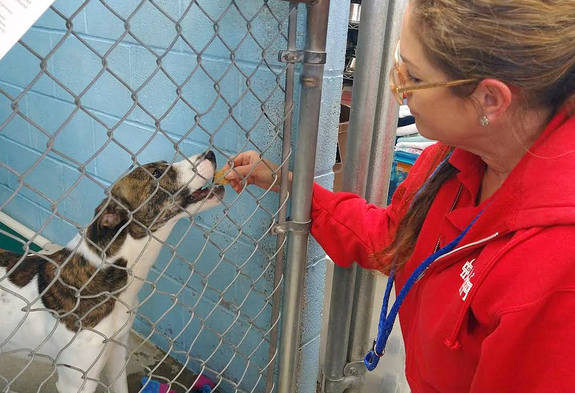 Photo courtesy Vicky Nelson
Diana Lillefloren, canine care technician with the Kootenai Humane Society, checks on Bambi, a terrier mix.