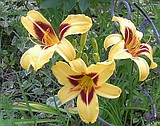 Lilies offer hardy beauty to garden landscape