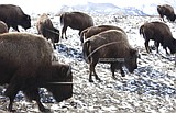 Yellowstone bison species decision questioned by US judge