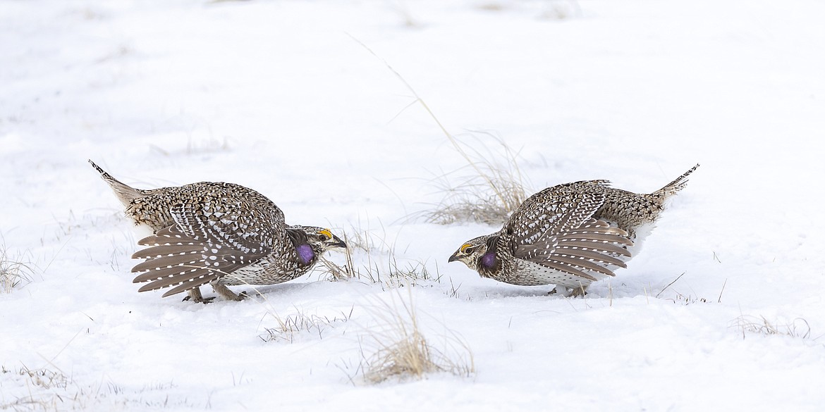 Two males face off on the lek where they gather to court female grouse. (Photo courtesy of walkerphotography.smugmug.com)