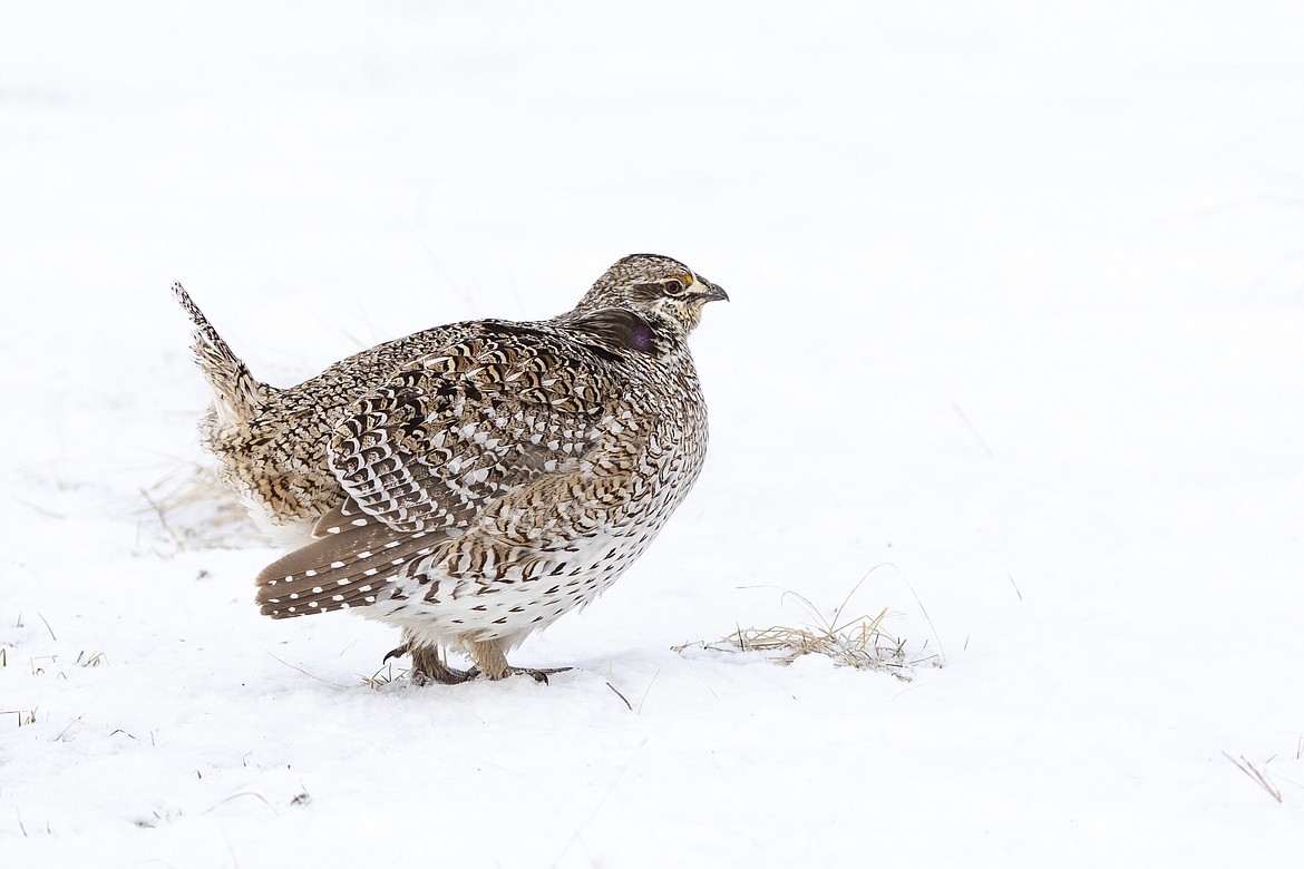 A male sharp-tailed grouse puffed up in the cold. (Photo courtesy of walkerphotography.smugmug.com)