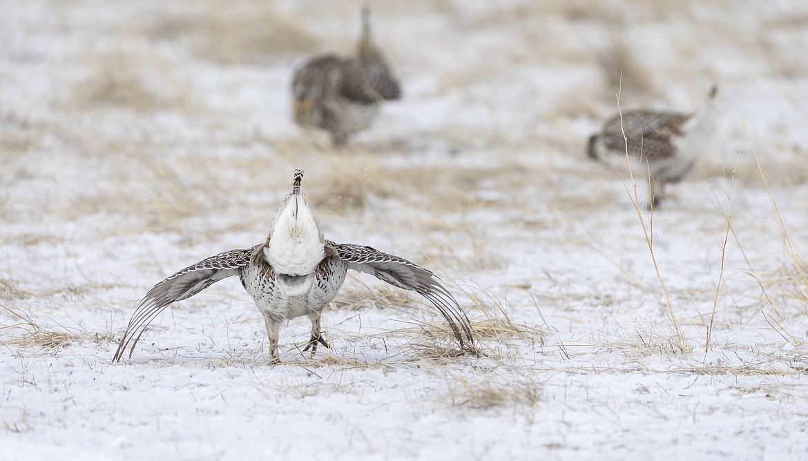 A male sharp-tailed grouse postures in a field. (Photo courtesy ​​of walkerphotography.smugmug.com)