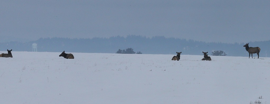 A handful of elk are seen Tuesday morning in a snowy field in Hayden.
