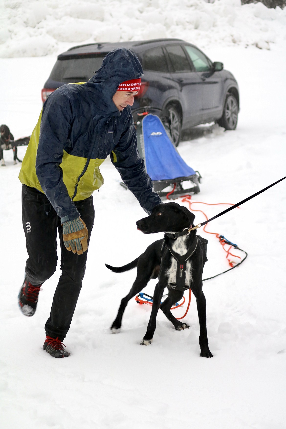 Musher Dan Hanks of Coeur d'Alene hitches his lead dog Lars to the front of his sled as he prepares for a run on a trail at Fernan Saddle. HANNAH NEFF/Press
