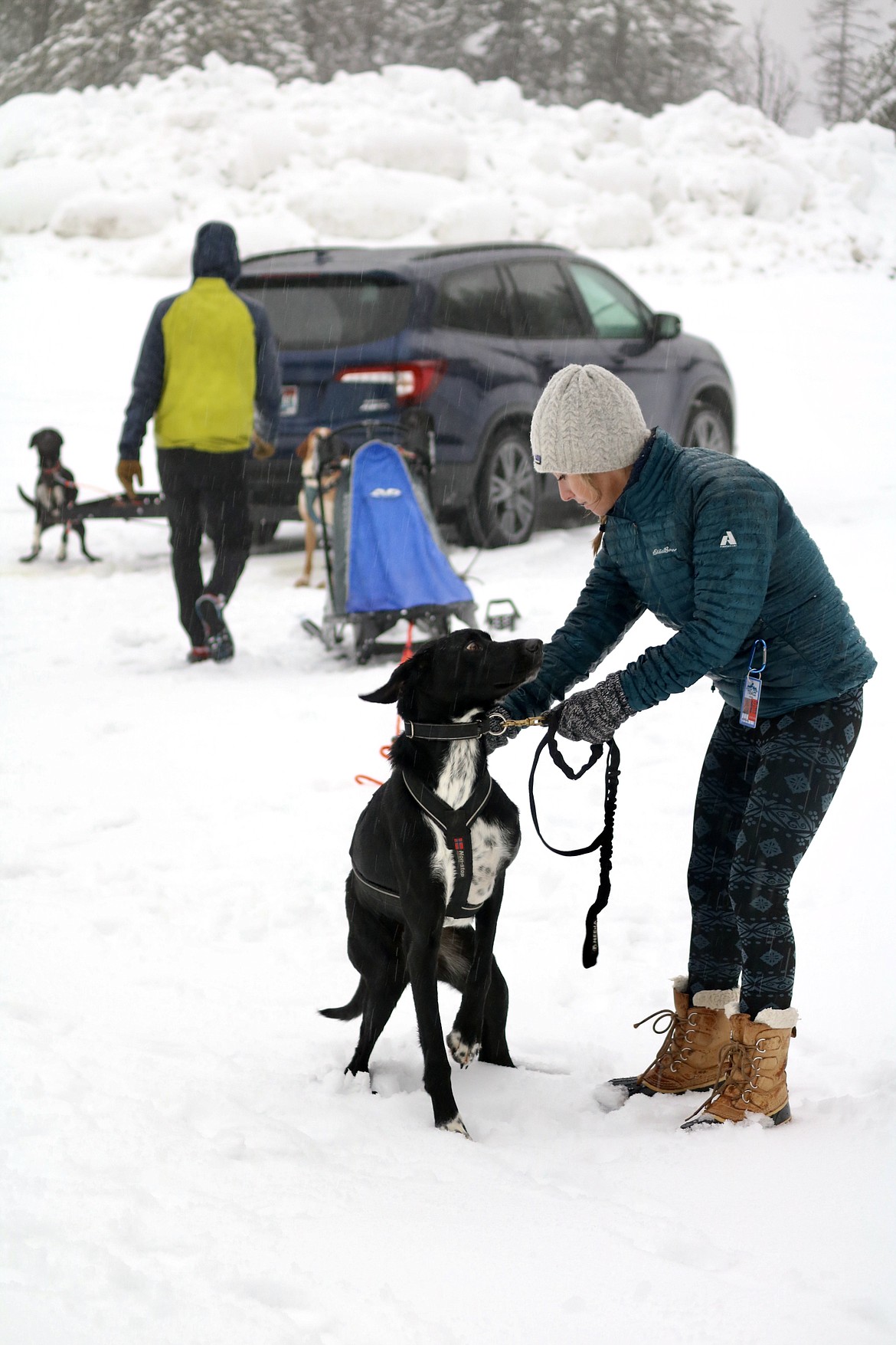 Traci Hanks of Coeur d'Alene keeps lead sled dog Lars calm while her husband Dan Hanks goes back to get another dog. Dan Hanks took the team for a run on Thursday morning on a trail at Fernan Saddle. HANNAH NEFF/Press