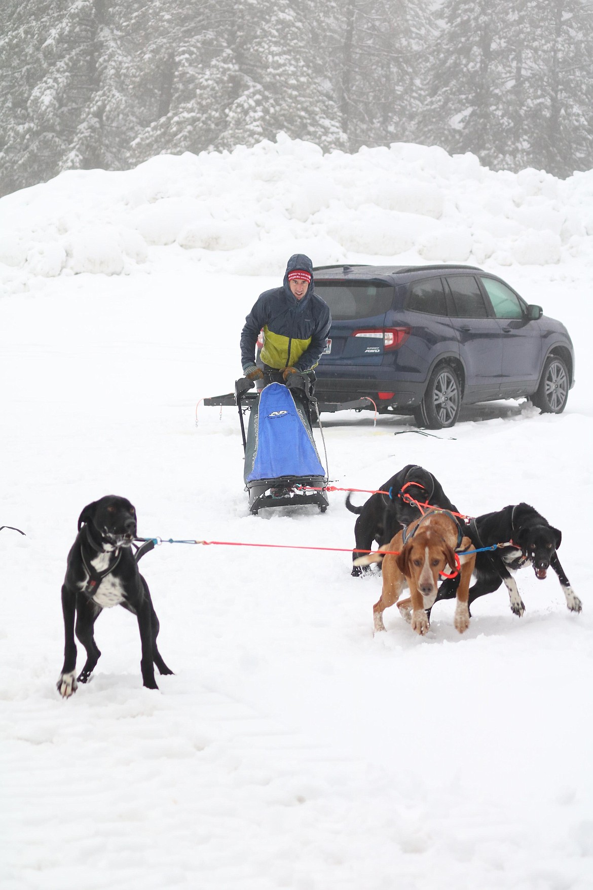 Musher Dan Hanks of Coeur d'Alene takes his sled dog team on a run early Thursday morning on a trail at Fernan Saddle. HANNAH NEFF/Press