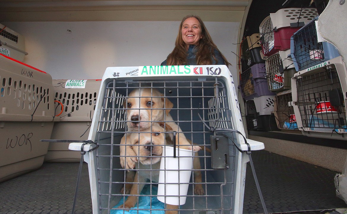 Wings of Rescue co-pilot Angela Keeling sits in the cargo area of the plane with some of the dogs it delivered to the Kootenai Humane Society on Wednesday.